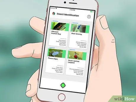 Определите насекомое Шаг 8