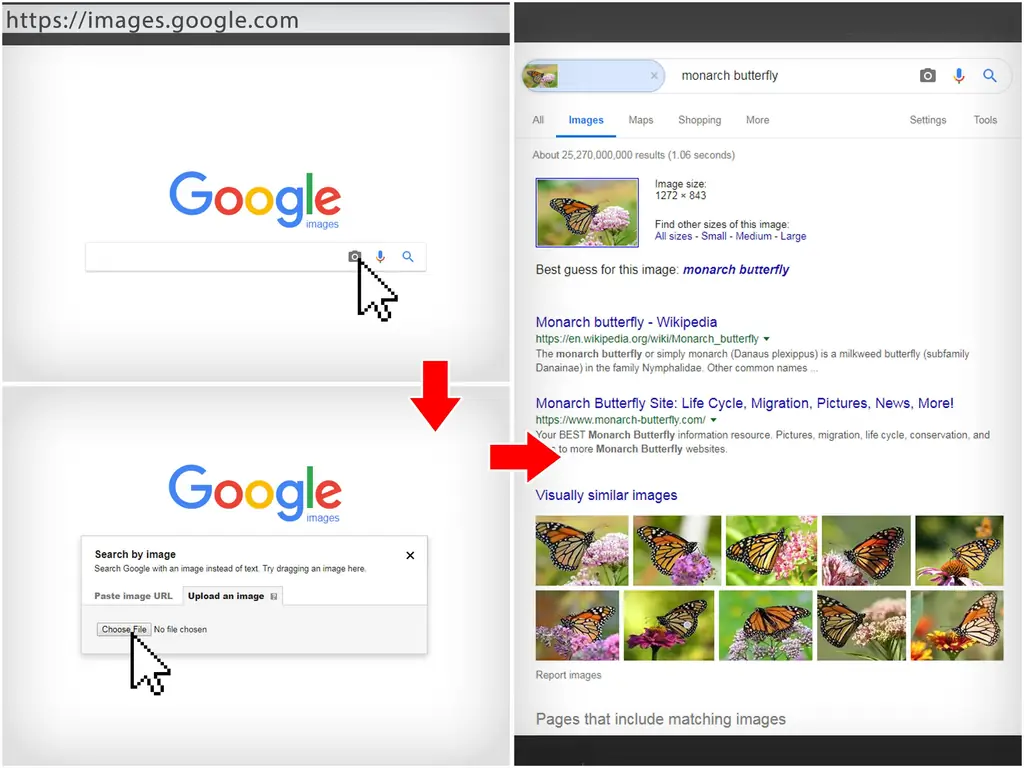 Простые способы идентифицировать насекомое: 10 шагов (с изображениями)
