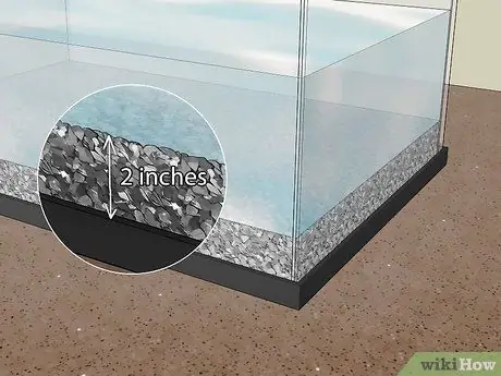 Держите пиявок в качестве домашних животных Шаг 5