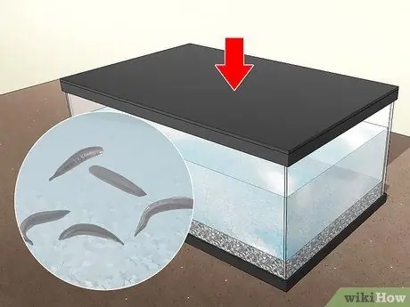 Держите пиявок в качестве домашних животных Шаг 6