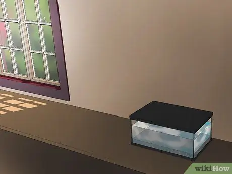 Держите пиявок в качестве домашних животных Шаг 7