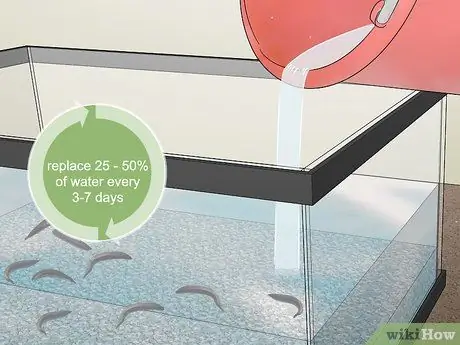 Держите пиявок в качестве домашних животных Шаг 8