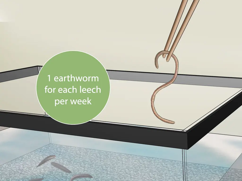 Как держать пиявок в качестве домашних животных: 9 шагов (с иллюстрациями)