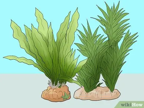 Сделайте аквариум уникальным, шаг 12