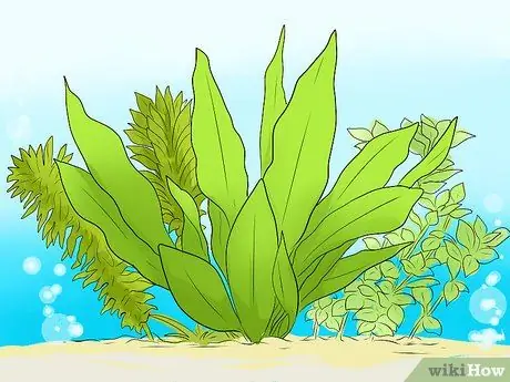 Сделайте аквариум уникальным, шаг 13