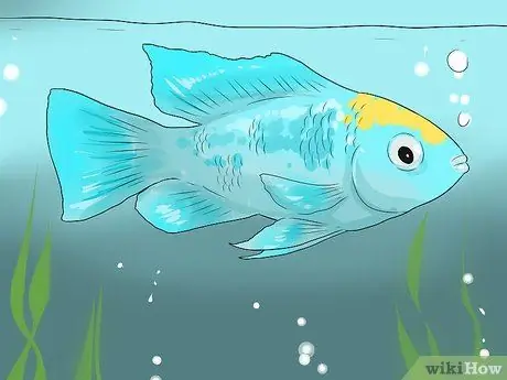 Сделайте аквариум уникальным, шаг 2