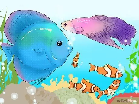 Сделайте аквариум уникальным, шаг 3