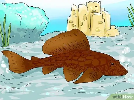 Сделайте аквариум уникальным, шаг 4