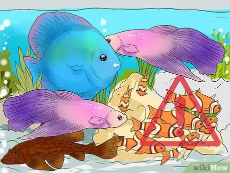 Сделайте аквариум уникальным, шаг 5