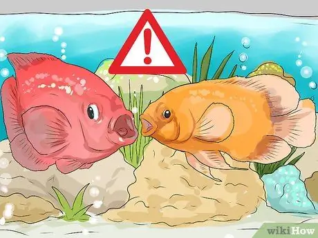 Сделайте аквариум уникальным, шаг 6