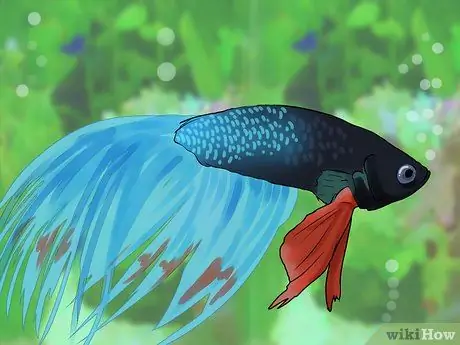 Знайте, какую рыбу собрать в аквариум Шаг 13
