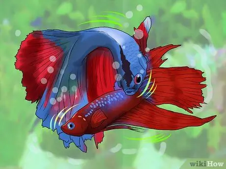 Узнайте, какую рыбу собрать в аквариум Шаг 14