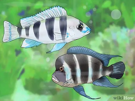 Знайте, какую рыбу собрать в аквариум Шаг 3