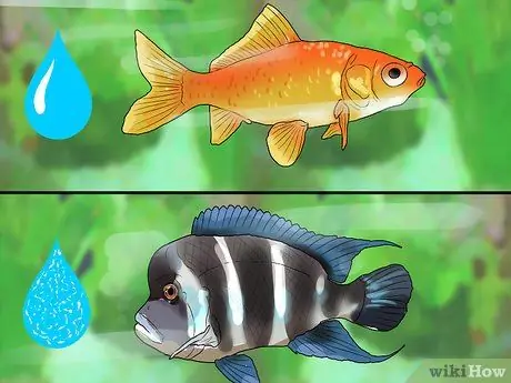 Знайте, какую рыбу собрать в аквариум Шаг 4
