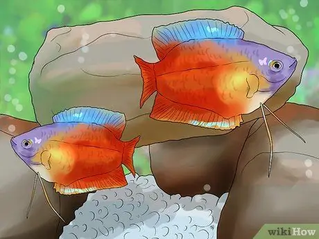 Узнайте, какую рыбу собрать в аквариум Шаг 5
