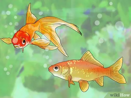 Знайте, какую рыбу собрать в аквариум Шаг 6