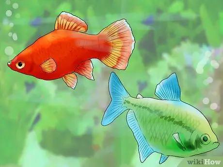 Знайте, какую рыбу собрать в аквариум Шаг 7