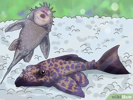 Знайте, какую рыбу собрать в аквариум Шаг 8
