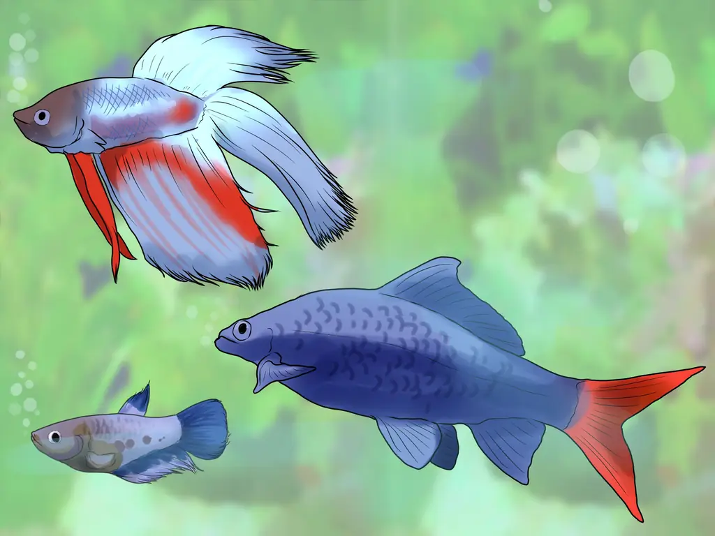 3 способа узнать, какую рыбу собрать в аквариум