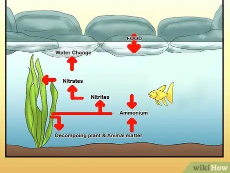 Создание аквариумов, в которых ящерицы и рыбы могут сосуществовать Шаг 7