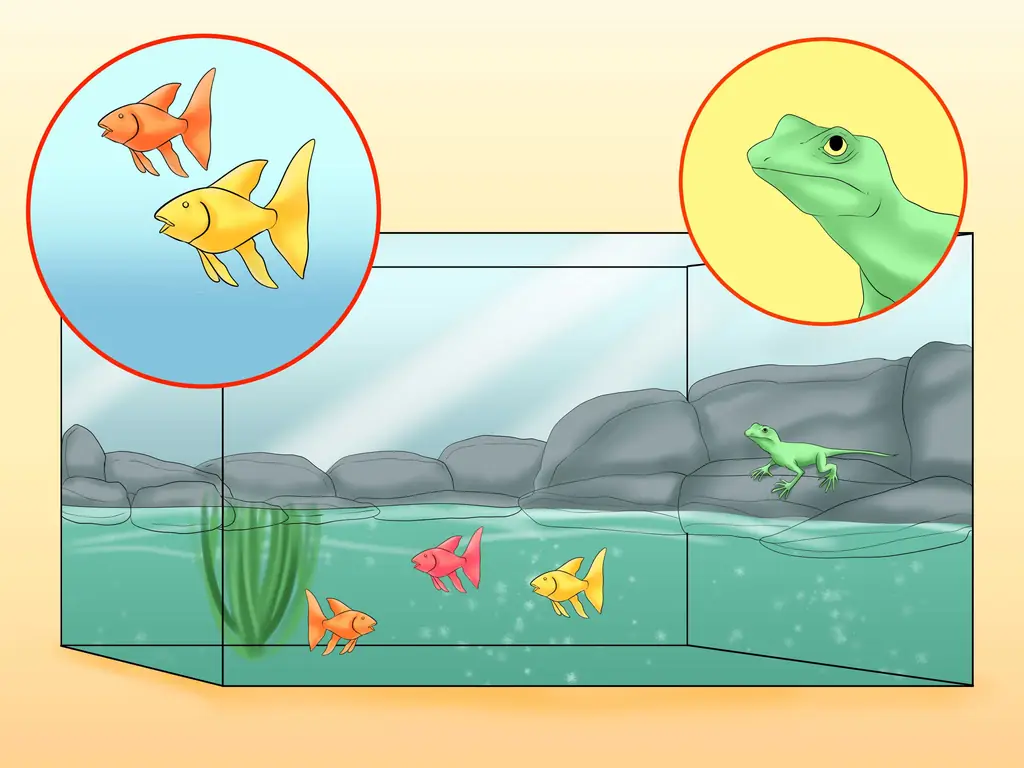 Как создать аквариумы, в которых ящерицы и рыбы могут сосуществовать: 8 шагов