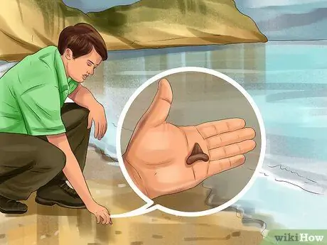 Определить зубы акулы, шаг 1