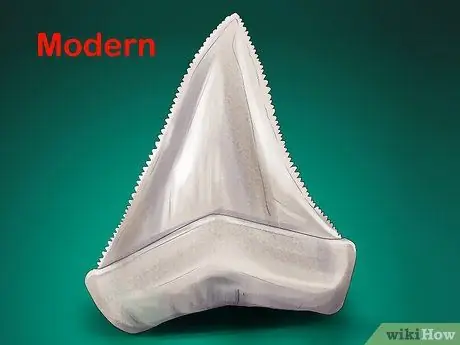 Определить зубы акулы Шаг 13