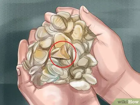 Определить зубы акулы, шаг 2