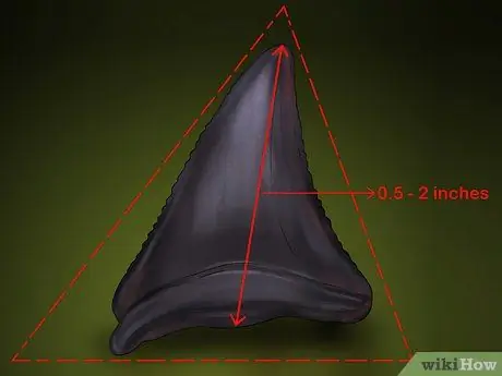 Определить зубы акулы, шаг 3