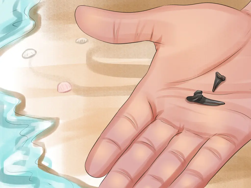 Как определить зубы акулы: 15 шагов (с изображениями)