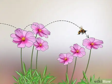 Определите медоносных пчел, шаг 3