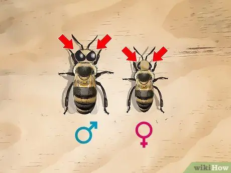 Определение медоносных пчел Шаг 7