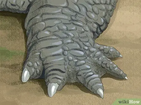 Отличить крокодила от аллигатора Шаг 4