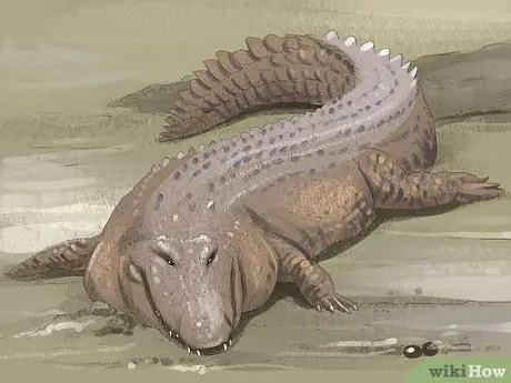 Отличить крокодила от аллигатора Шаг 6