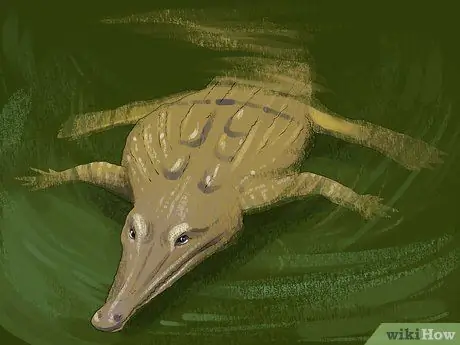 Отличить крокодила от аллигатора Шаг 5