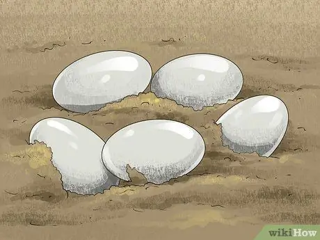 Отличить крокодила от аллигатора Шаг 8