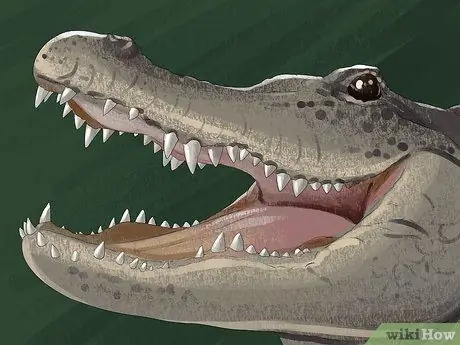 Чем отличаются крокодил от аллигатора Шаг 9