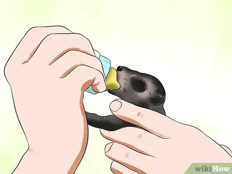 Покормить енота Шаг 10