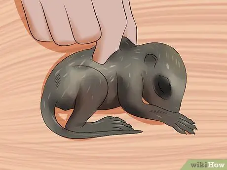 Покормить енота Шаг 7