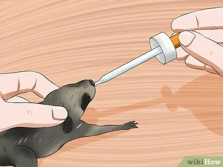 Покормить енота Шаг 9