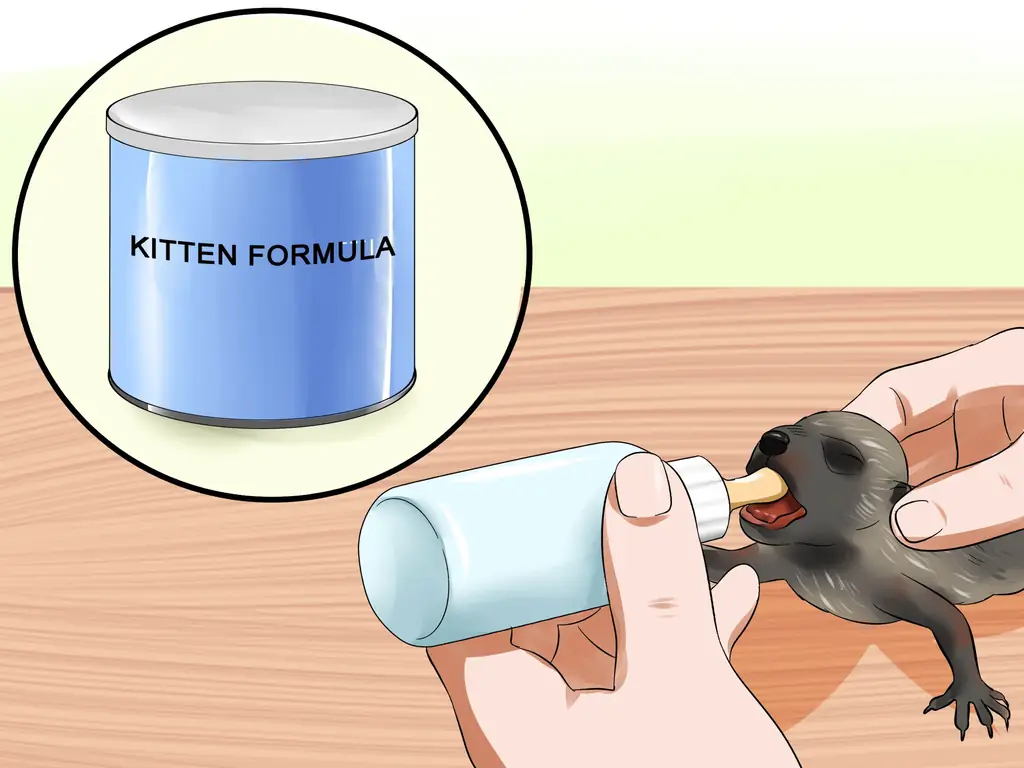 3 способа кормления енота