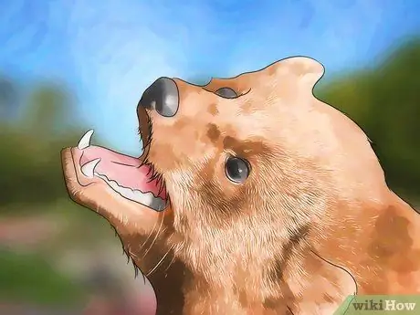 Не подпускайте кота-рыбака Шаг 13