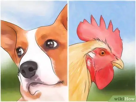 Не подпускайте кота-рыбака Шаг 4