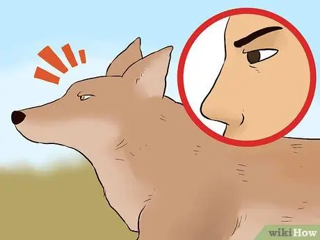 Пережить атаку койота, шаг 5