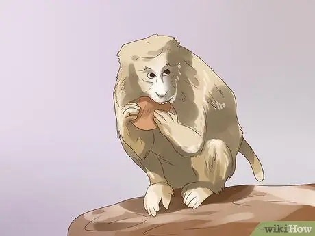 Позаботьтесь об обезьяне Шаг 10