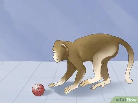 Позаботьтесь об обезьяне Шаг 11