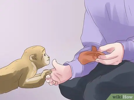 Позаботьтесь об обезьяне Шаг 12