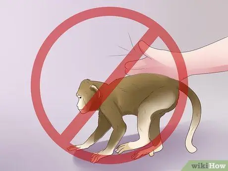 Позаботьтесь об обезьяне Шаг 13