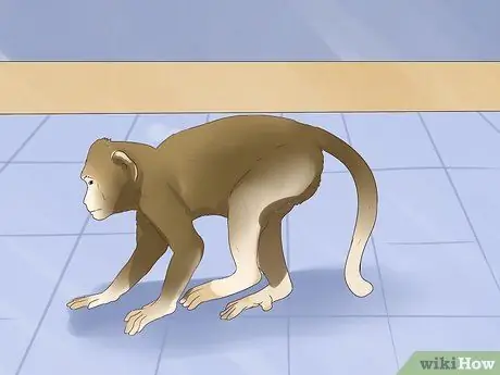 Позаботьтесь об обезьяне Шаг 7