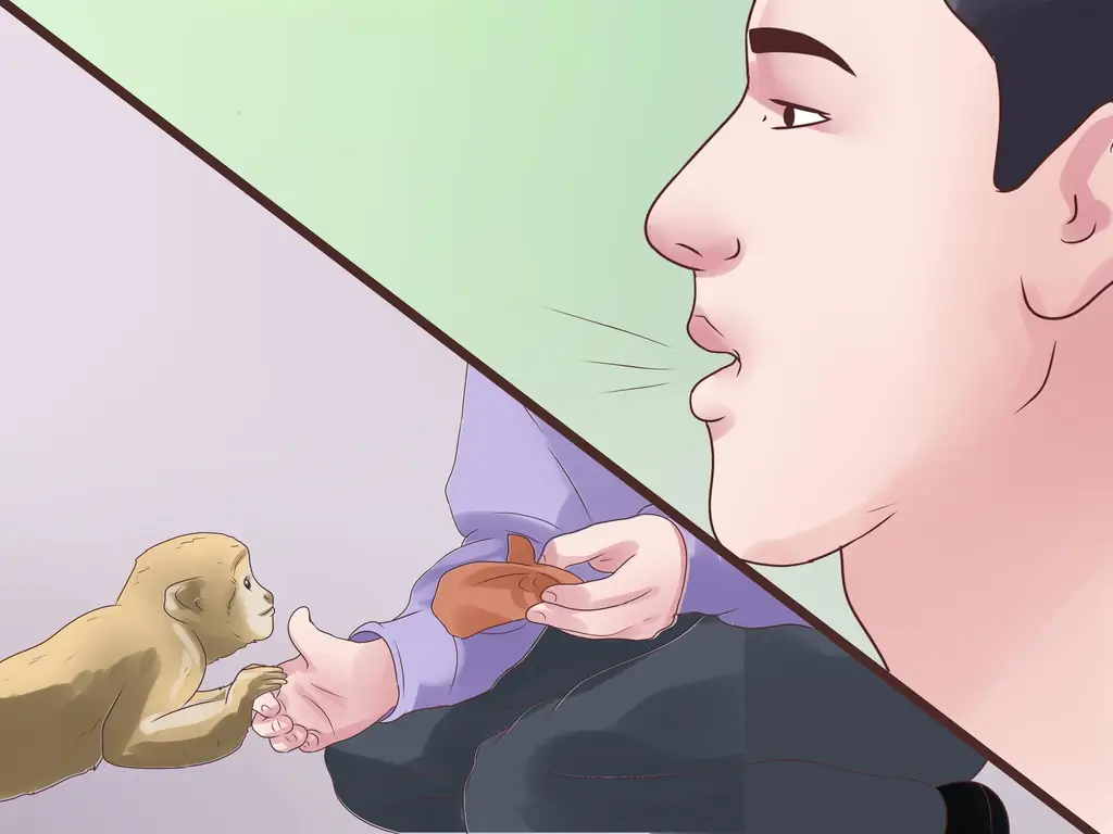 Как позаботиться об обезьяне: 15 шагов (с иллюстрациями)